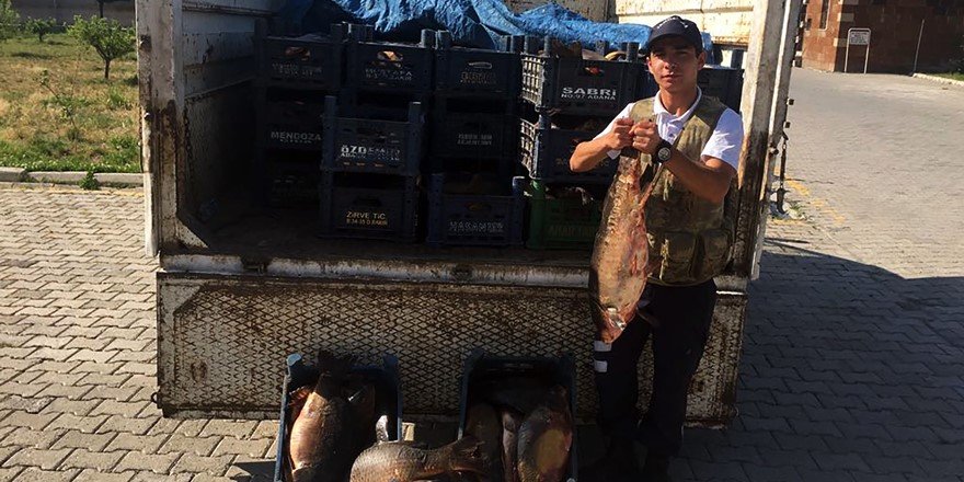 Kaçak Avlanmış Sazan Balığı Ele Geçirildi