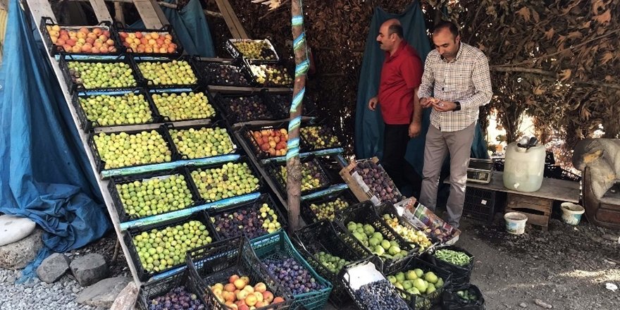 Bitlis Ekonomisine İncir ve Nar Desteği