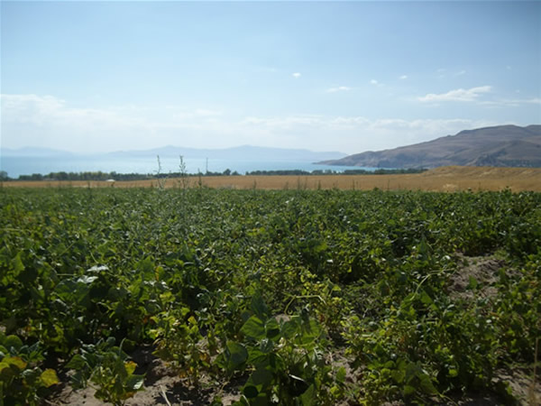 Adilcevaz'dan Manzaralar 25
