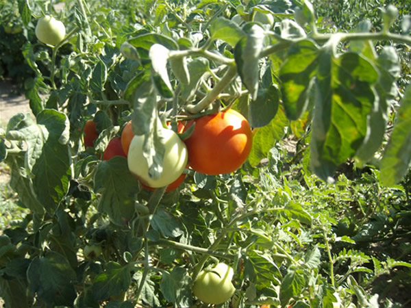 Adilcevaz'dan Manzaralar 47