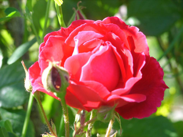 Adilcevaz Fotoğrafları 8