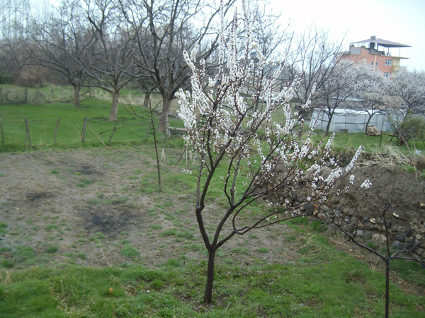 Adilcevaz'da Bahar 12