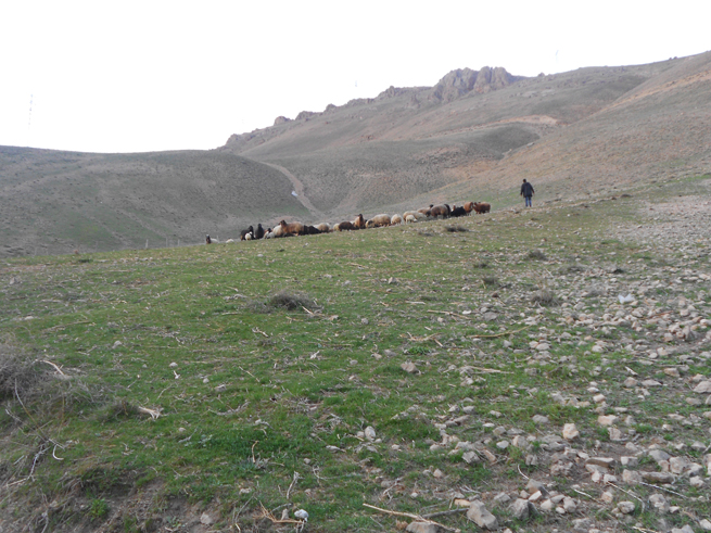 Adilcevaz'dan Bahar Manzaraları 21
