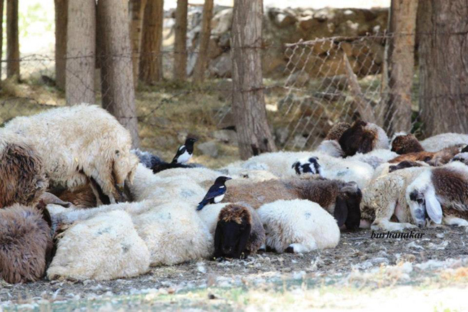 Birbirinden Güzel Adilcevaz Resimleri 48