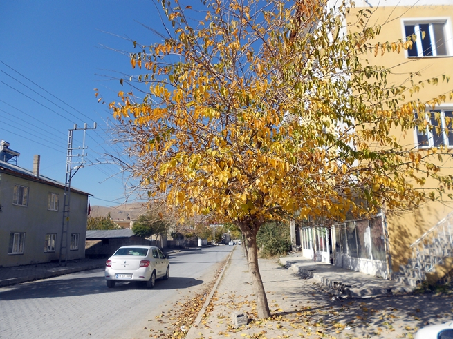 Adilcevaz'da Sonbahar Manzaraları 23