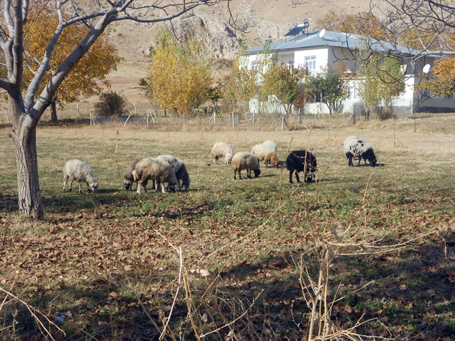 Adilcevaz'da Sonbahar Manzaraları 29
