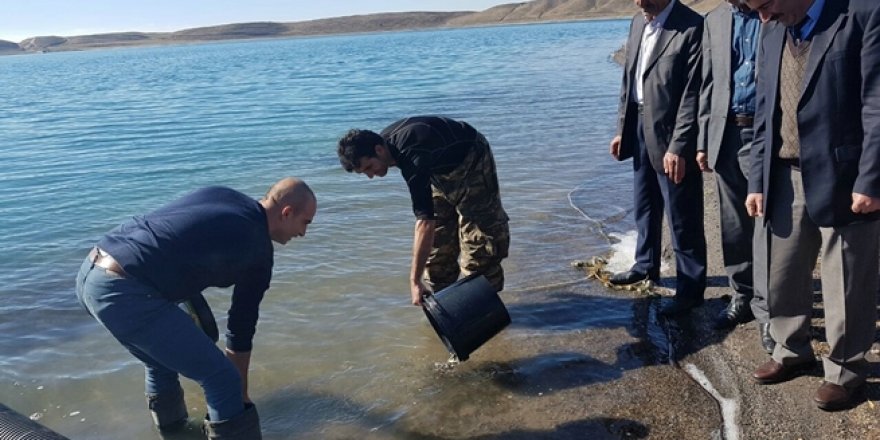 Aygır Gölü’ne 50 Bin Sazan Yavrusu Bırakıldı