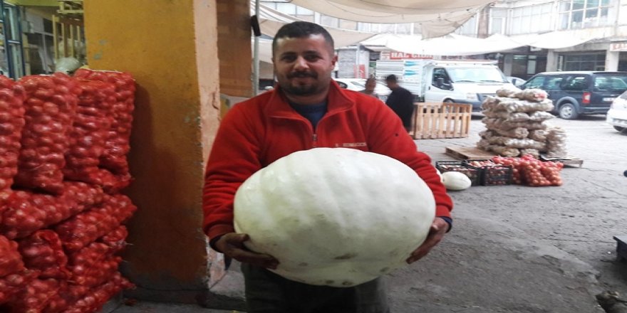 27 Kiloluk Kabak Görenlerin İlgisini Çekti