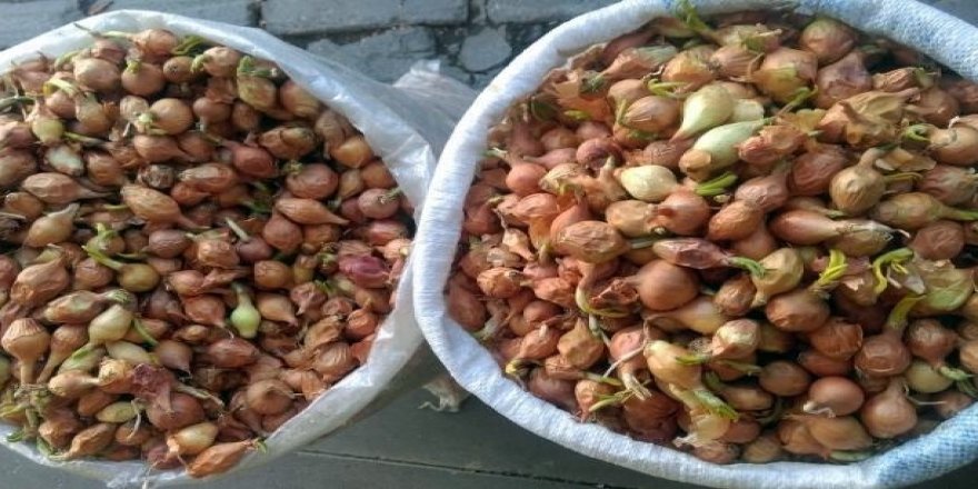 Tohumlar Toprakla Buluşuyor