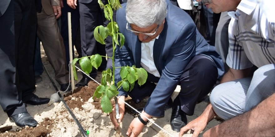 90 Bin TL Değerindeki Aşılı Ceviz Projesinin İlk Adımı Atıldı