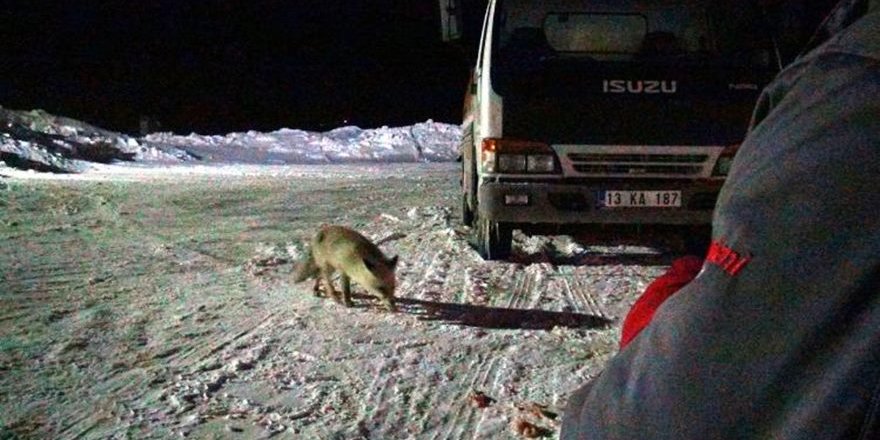 Aç Kalan Tilki Lokantanın Kapısına Geldi