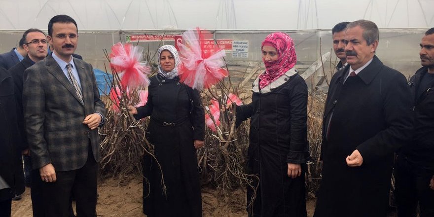 Adilcevaz’da Çiftçilere Aşılı Ceviz Fidanı Dağıtıldı