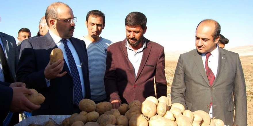 Ahlat'ta Patates Hasadı Başladı