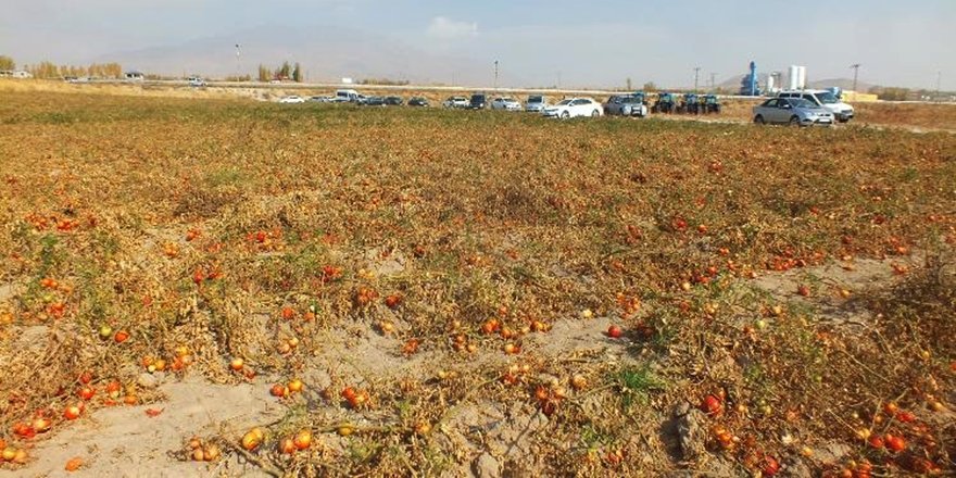 Adilcevaz'da Domatesler Tarlada Kaldı