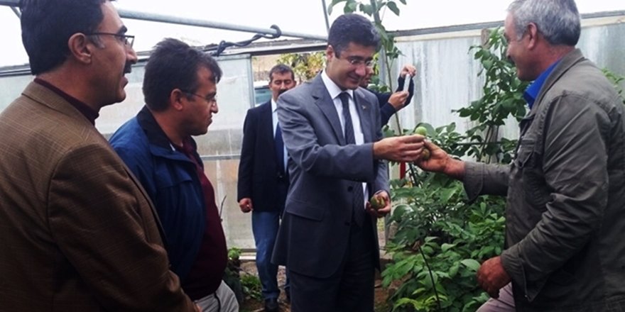 Adilcevaz Cevizi İçin 'Gen Bahçesi' Oluşturulacak