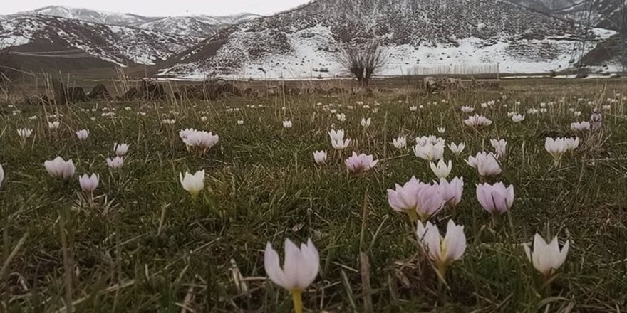 Baharın Müjdecisi Kardelenler Erken Açtı