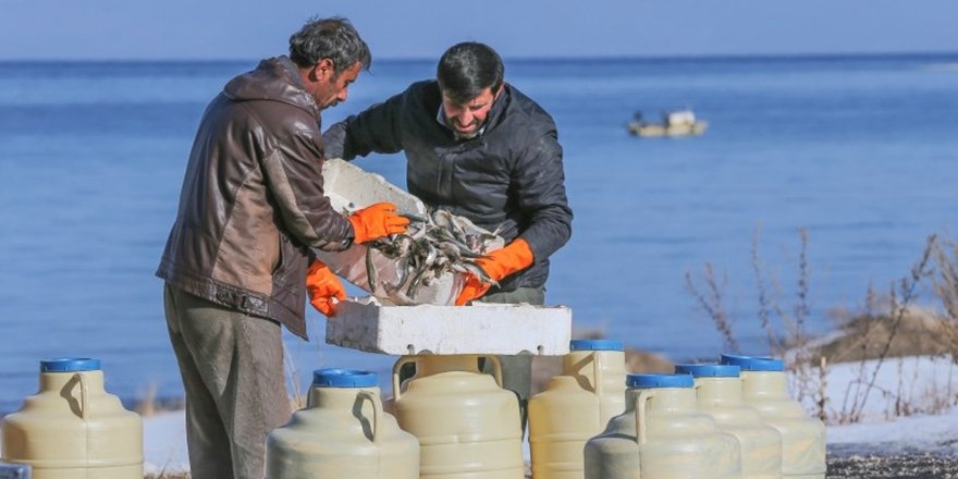 Van Gölü'nde İnci Kefali Avlanma Yasağı Başlıyor