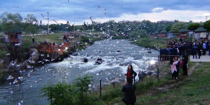 İnci Kefali Göçü Festivali Başladı