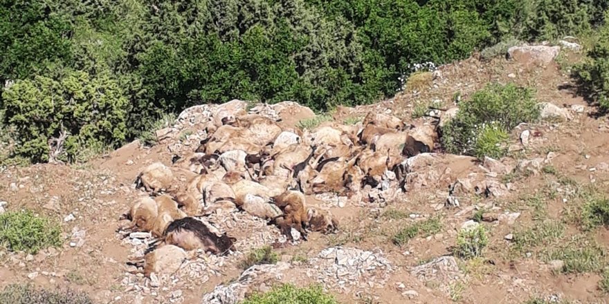 Uçurumdan Atlayan 300 Koyundan 200’ü Telef Oldu