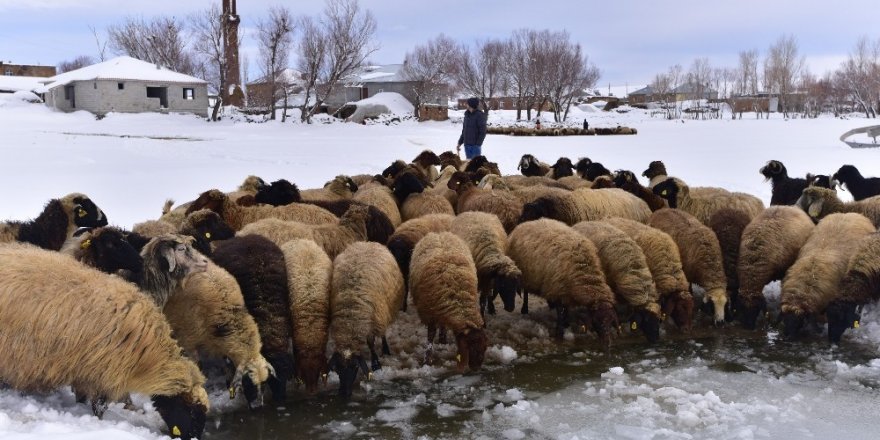 Hayvanların Su İhtiyacını Buzlarla Karşılıyorlar