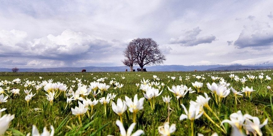 Baharın Müjdecisi Çiğdemler Açtı