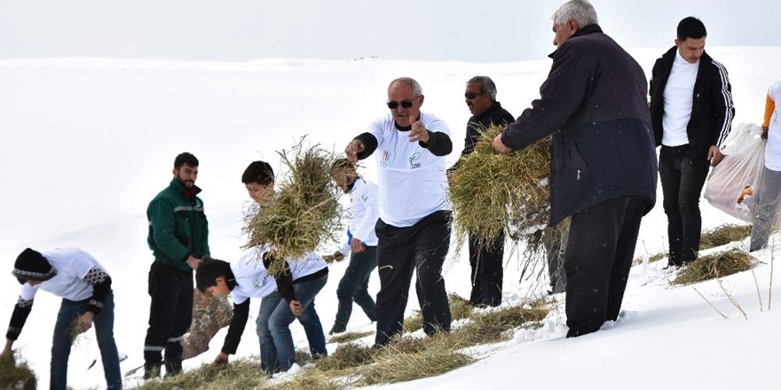 Yaban Hayvanları İçin Süphan Dağı Eteklerine Yem Bırakıldı