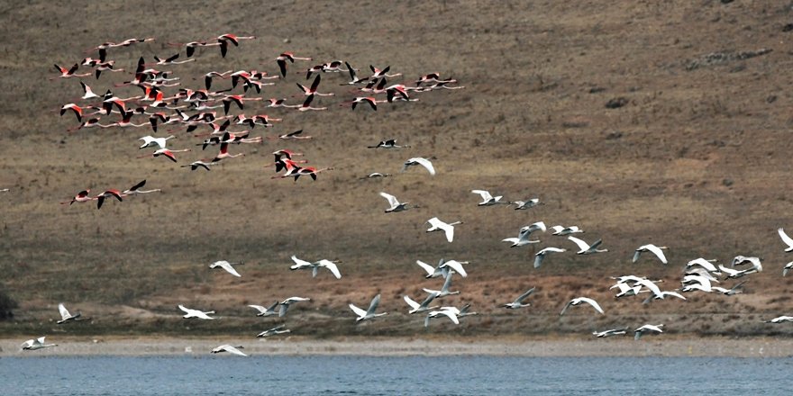 Küresel İklim Değişimi Flamingoları Etkiledi