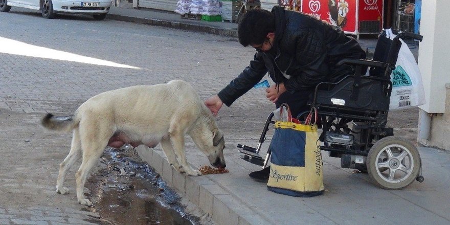 Engelli Genç, Sokağa Çıkma Kısıtlamasında Sokak Hayvanlarını Besliyor