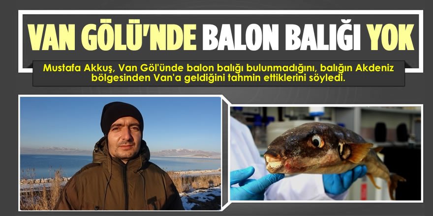 Balon Balığının Akdeniz'den Van'a Ölüm Yolculuğu