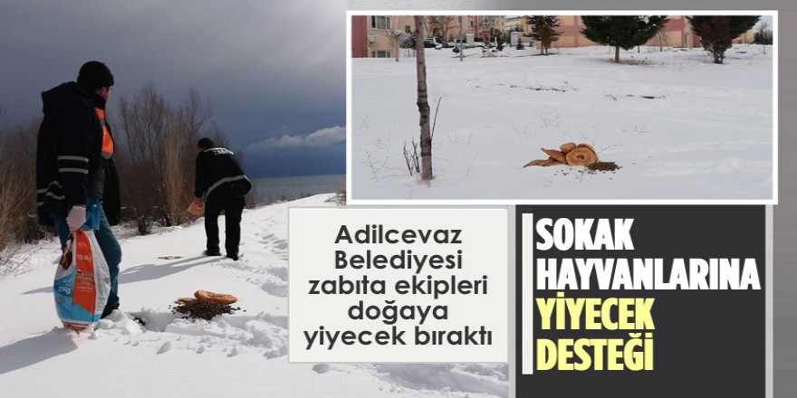 Adilcevaz'da Belediye Ekipleri Sokak Hayvanlarını Unutmadı
