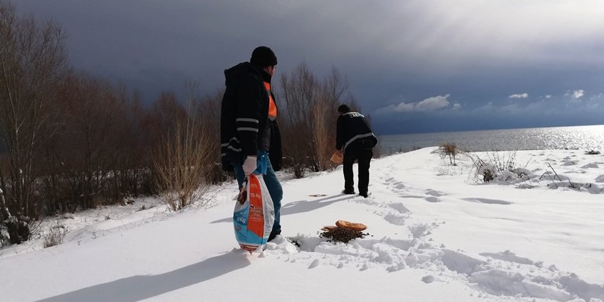 Adilcevaz'da Belediye Ekipleri Sokak Hayvanlarını Unutmadı