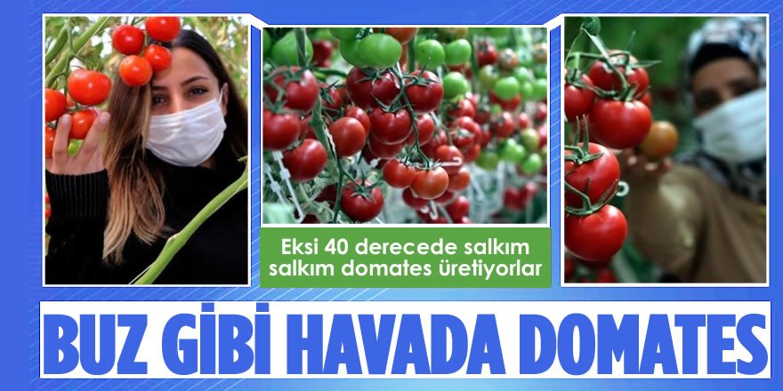 Dondurucu Soğukta Serada Salkım Salkım Domates Üretimi