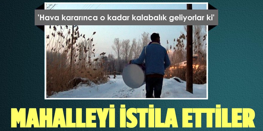 Mahalleyi İstila Eden Kargaları Davul ve Tef Çalarak Kovmaya Çalışıyorlar