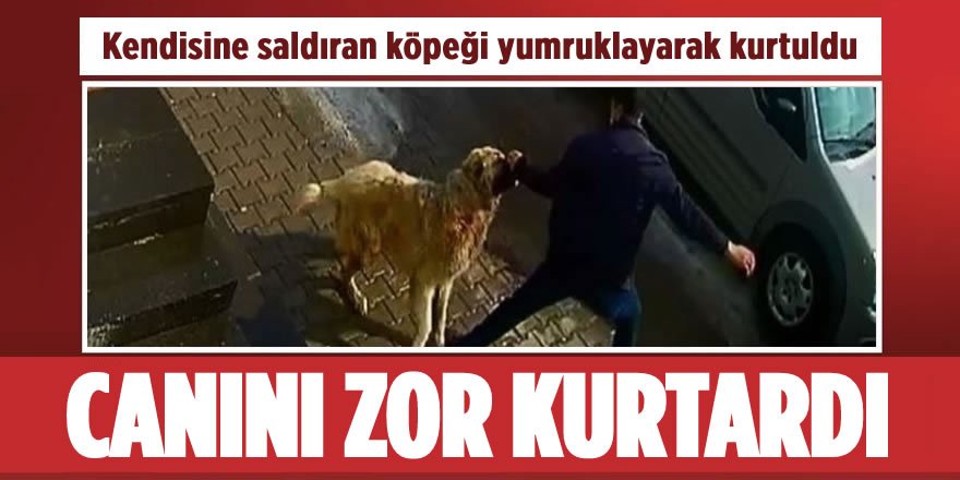 Kendisine Saldıran Köpekten Yumruklayarak Kurtuldu