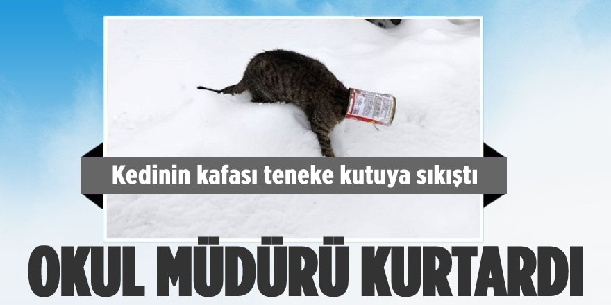 Kafası Teneke Kutusuna Sıkışan Kediyi Okul Müdürü Kurtardı