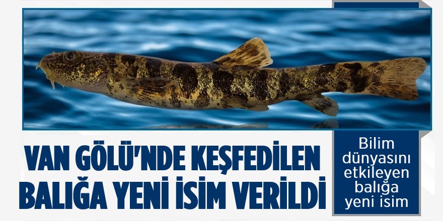 Van Gölü'nde Keşfedilen Balığa Yeni İsim Verildi