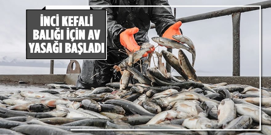 İnci Kefali Balığı İçin Av Yasağı Başladı