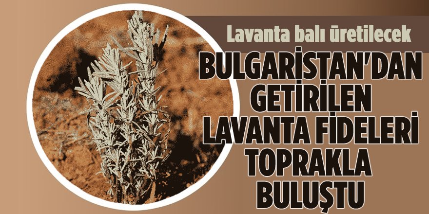 Bulgaristan'dan Getirilen 'Lavanta Fideleri' Toprakla Buluştu