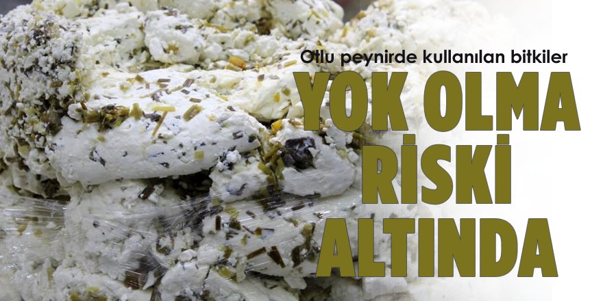 Otlu Peynirde Kullanılan Bitkiler Yok Olma Riski Altında