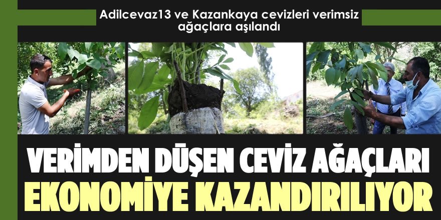 Verimden Düşen Ceviz Ağaçları Ekonomiye Kazandırılıyor