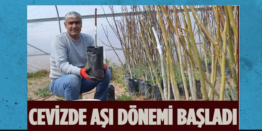 Kalitesiyle Ünlü Adilcevaz Cevizinde Aşı Dönemi Başladı