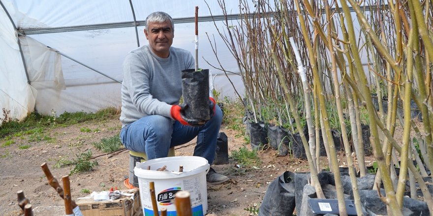 Kalitesiyle Ünlü Adilcevaz Cevizinde Aşı Dönemi Başladı