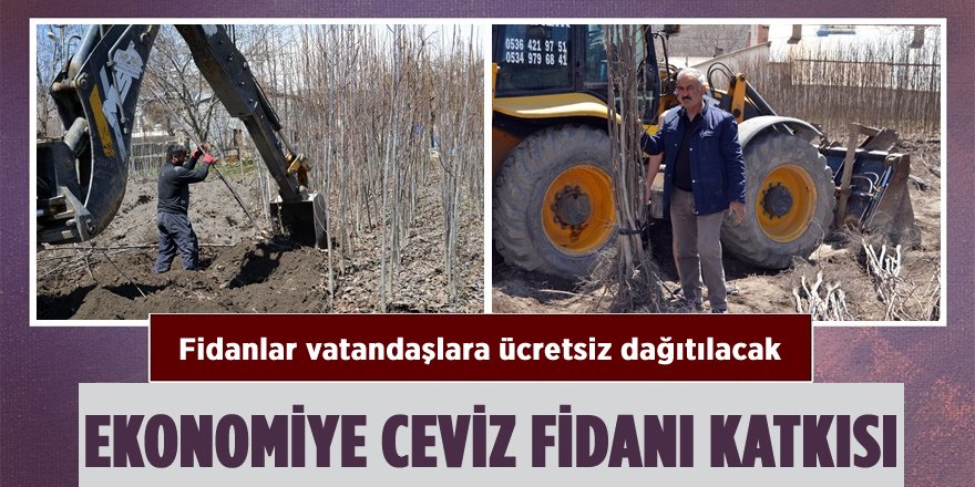 Adilcevaz Ekonomisine Ceviz Fidanı Katkısı
