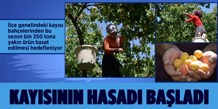 Kayısının Tarladan Fabrikaya Yolculuğu Başladı