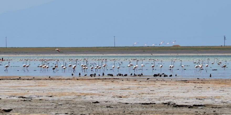 Flamingolar Arin Gölünü Mesken Tuttu