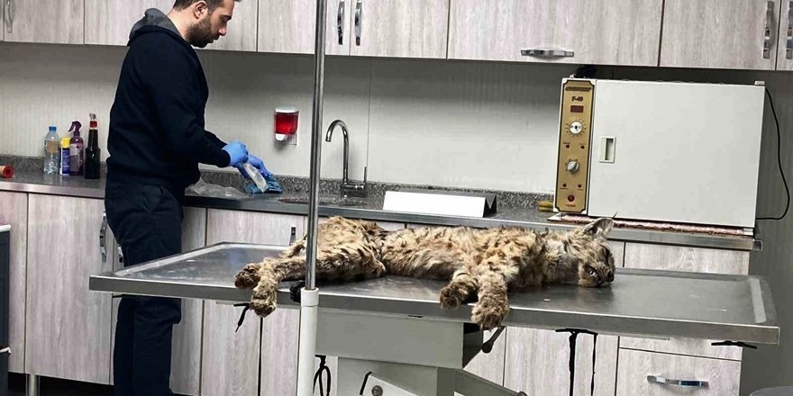 Bitkin Halde Bulunan Vaşak Koruma Altına Alındı