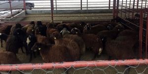 Adilcevaz’da Genç Çiftçilere Hibe Koyun Desteği