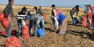 Patates Üreticileri Dertli