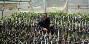 Adilcevaz Cevizi İçin 'Gen Bahçesi' Kuracak