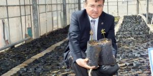 Adilcevaz Cevizinden Van Gölü Havzasına Ceviz Ormanı